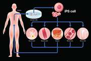 ویرایش ژنوم با کارایی بالا با CRISPR در iPSCs 