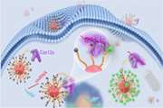 نانوربات هایی برپایه CRISPR/Cas12a