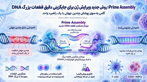 Prime Assembly؛ روش جدید ویرایش ژن برای جایگزینی دقیق قطعات بزرگ DNA